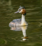 Grebe 4096322