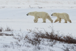 Polar Bear female tasting the air, Churchill, Canada