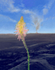 Torch Lily