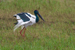 Jabiru female 4. 0A3A6894