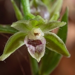Slender helleborine (Epipactis exilis syn E. gracilis)