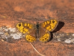 Wall