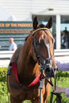 080624-Race 8-Resilience-5224