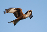 Red Kite
