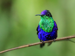 Violet-crowned Woodnymph portfolio