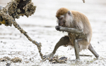 Long tailed macaque
