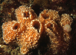 Ulosa digitata