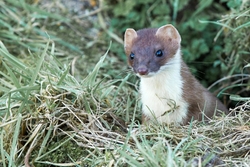 Stoat