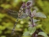 Golden Ringed Dragonfly
