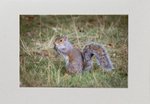53 Squirrel