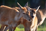 Red Deer