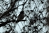 Pied Flycatcher