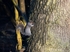 Grey Squirrel