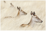 Ruminant Amongst the Grass 