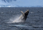 Humpback breaching