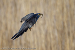 Cuckoo (Cuculus canorus) flying with Caterpillar