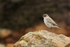 Dark-faced Ground-Tyrant perched on rock, Saunders Island, Falklands