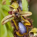 Mirror Orchid (Ophrys ciliata syn. Ophrys speculum)