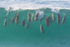 Wave of Dolphins 2 0A3A9620