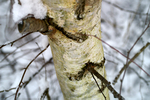 Snow - 15