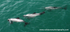 NZ020: Hector's dolphins
