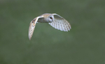 Barn Owl