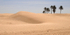 Douz Saharan landscape with palm trees
