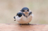 Barn Swallow immature 