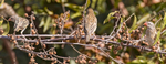 Red Billed Quelia