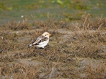 Snow Bunting
