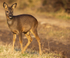 ROE DEER 1