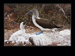 Booby with chicks