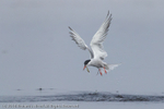 Seabirds portfolio