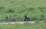 Silver back crossing the river in Langoué baï