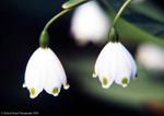 Snowdrop-6405w