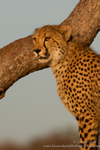 Cheetah in tree portrait