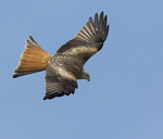 Black Kite
