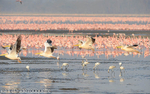 White pelicans flying.