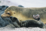 Cow sea lion and her pup (Fernandina island)