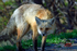 3HPhotography5-21-25_GTNP_1182_