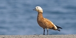 Ruddy Shelduck.