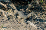 Nile Water Monitor