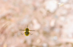 Bee-fly