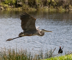 Great Blue Heron _0103