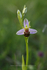 Bee Orchid         ref 3424