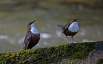 Dipper - Cinclus cincl...