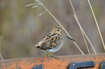 Common Snipe