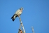 Stock Dove