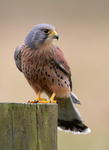 Kestrel