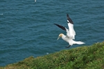 Gannet